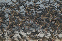 BUITEN BEELD Foto: 103627