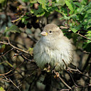 BUITEN BEELD Foto: 103656