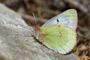 BUITEN BEELD Foto: 103704