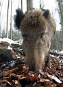 BUITEN BEELD Foto: 103720