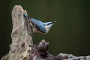 BUITEN BEELD Foto: 103727