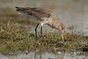 BUITEN BEELD Foto: 103734