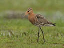 BUITEN BEELD Foto: 103744