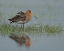 BUITEN BEELD Foto: 103762