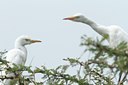 BUITEN BEELD Foto: 104137
