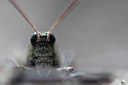 BUITEN BEELD Foto: 104411