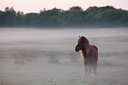 BUITEN BEELD Foto: 104466