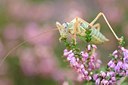 BUITEN BEELD Foto: 104636