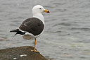 BUITEN BEELD Foto: 104644