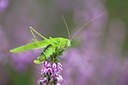 BUITEN BEELD Foto: 104689