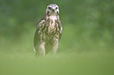 BUITEN BEELD Foto: 105148