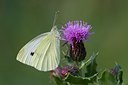 BUITEN BEELD Foto: 105243