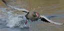 BUITEN BEELD Foto: 105255