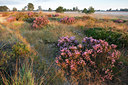 BUITEN BEELD Foto: 105262
