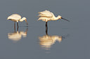 BUITEN BEELD Foto: 105285