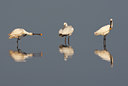 BUITEN BEELD Foto: 105322