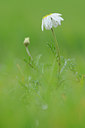 BUITEN BEELD Foto: 105329