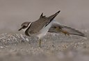 BUITEN BEELD Foto: 105389
