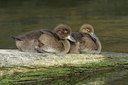 BUITEN BEELD Foto: 105425
