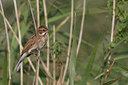 BUITEN BEELD Foto: 105468