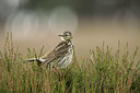 BUITEN BEELD Foto: 105511