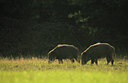 BUITEN BEELD Foto: 105591