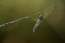 BUITEN BEELD Foto: 105634