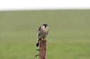 BUITEN BEELD Foto: 105688
