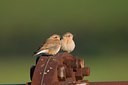 BUITEN BEELD Foto: 105841