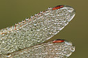 BUITEN BEELD Foto: 105912