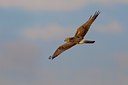 BUITEN BEELD Foto: 105936