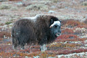 BUITEN BEELD Foto: 106017