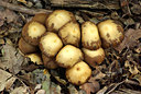 BUITEN BEELD Foto: 106056