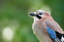 BUITEN BEELD Foto: 106072