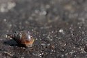 BUITEN BEELD Foto: 106087