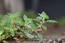 BUITEN BEELD Foto: 106096