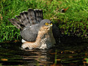 BUITEN BEELD Foto: 106224