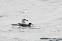 BUITEN BEELD Foto: 106409