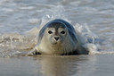 BUITEN BEELD Foto: 106450