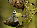 BUITEN BEELD Foto: 106468