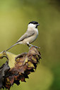 BUITEN BEELD Foto: 106554