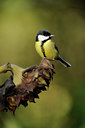 BUITEN BEELD Foto: 106555
