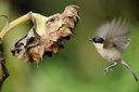 BUITEN BEELD Foto: 106561
