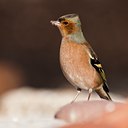 BUITEN BEELD Foto: 106717