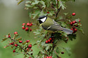 BUITEN BEELD Foto: 106803