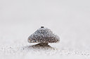 BUITEN BEELD Foto: 106829