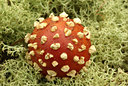 BUITEN BEELD Foto: 106863