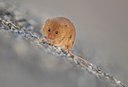 BUITEN BEELD Foto: 106866