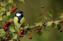 BUITEN BEELD Foto: 107002