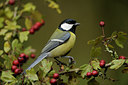 BUITEN BEELD Foto: 107003